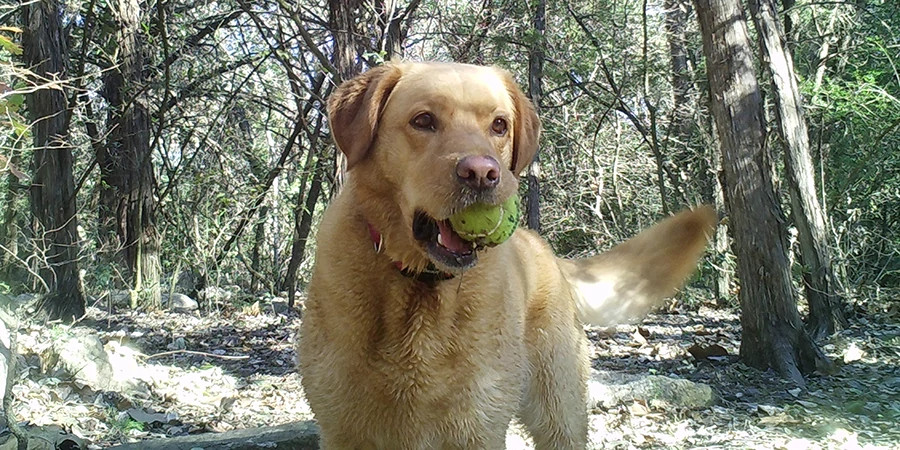 Golden Retriever dog with a tennis ball in its mouth and the backdrop of a wooded trail
