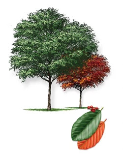 Carolina_Buckthorn-315px