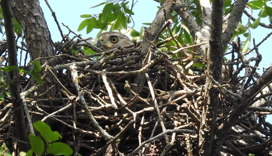 Coopers Hawk nesting Keischnick no credit small.jpg