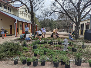 People working in flower beds with rows of plants