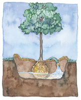 Illustration of a tree in profile with the ball of the tree showing and depth of planting.