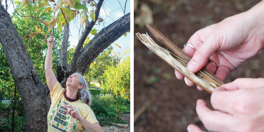 Left to right: Colleen reaches up to pick a few seed pods from a catalpa tree, Seeds picked from the catalpa tree.