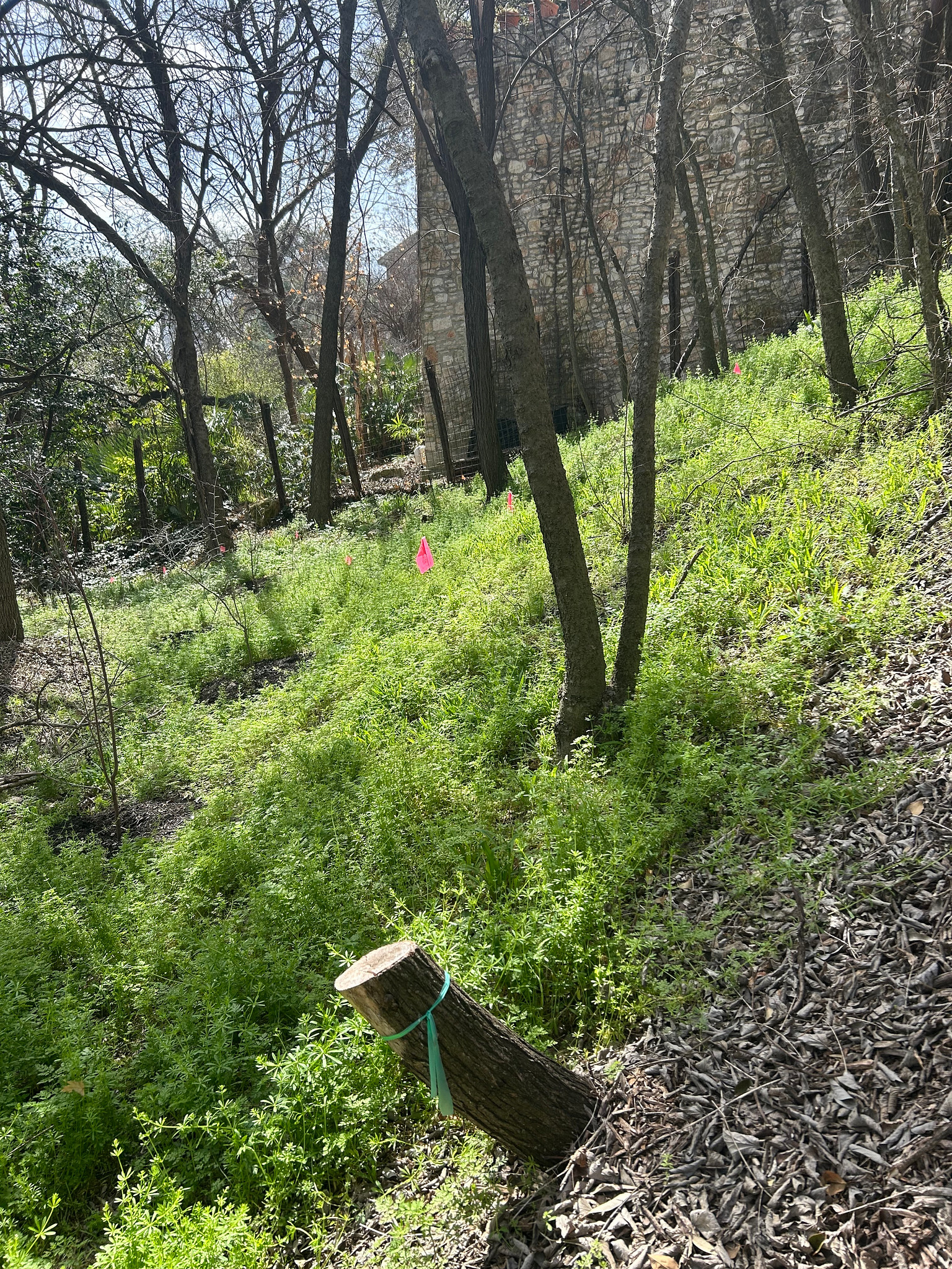 This type of slow rebuilding of a native ecosystem takes time