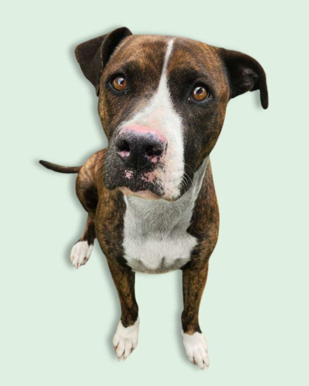 Brindle dog from enduring service program