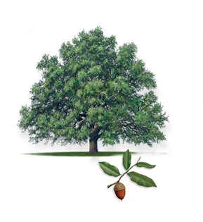 Escarpment_Live_Oak-315px