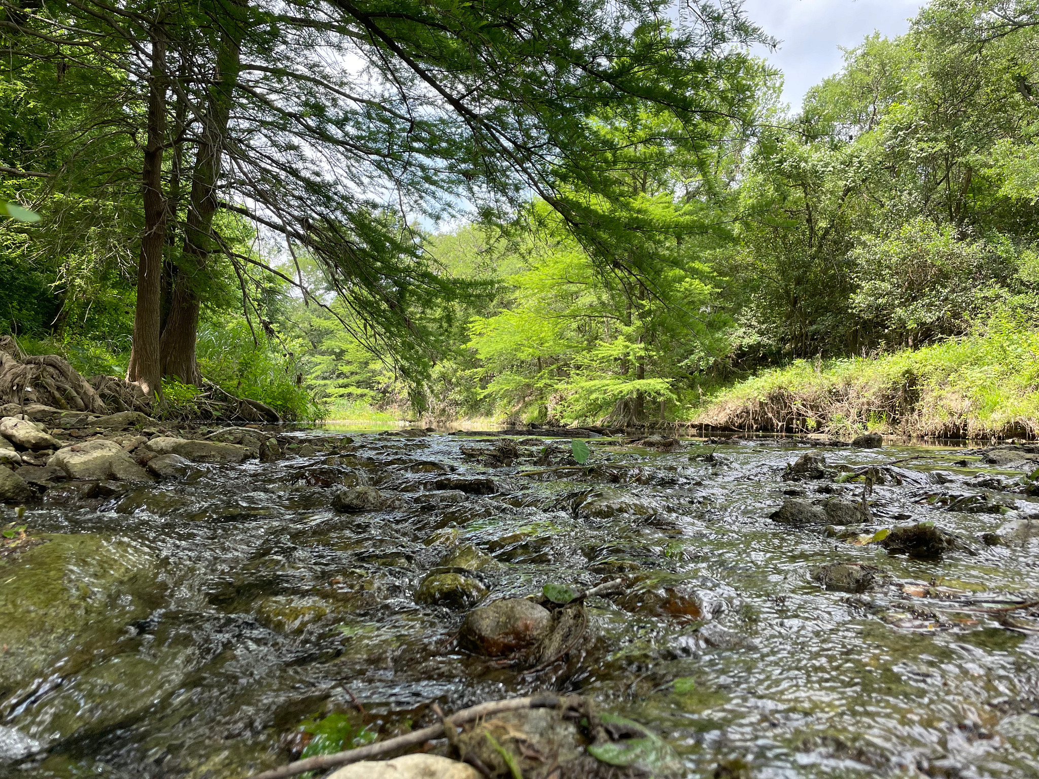 A low angle photo of water running through a creek. The bank and sirrounding forest are lush with trees and plants.