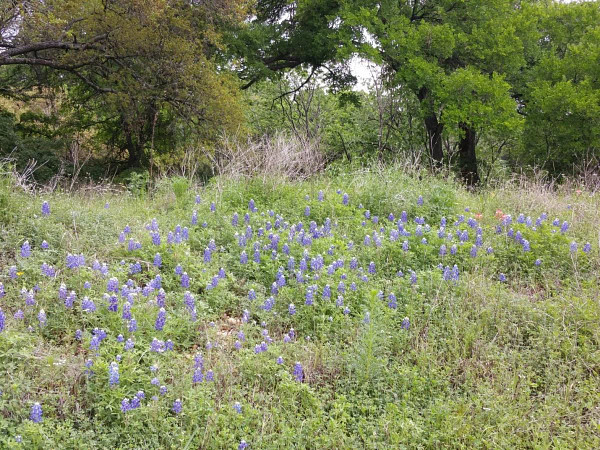 Bluebonnets