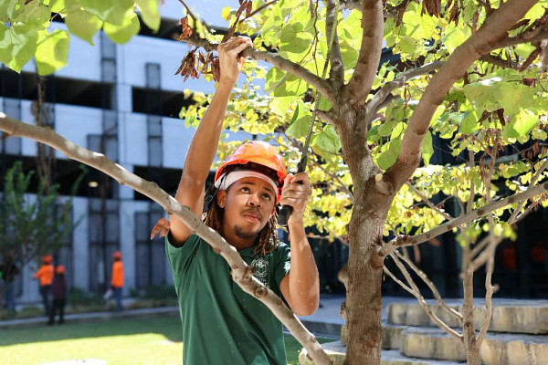 sawpruning