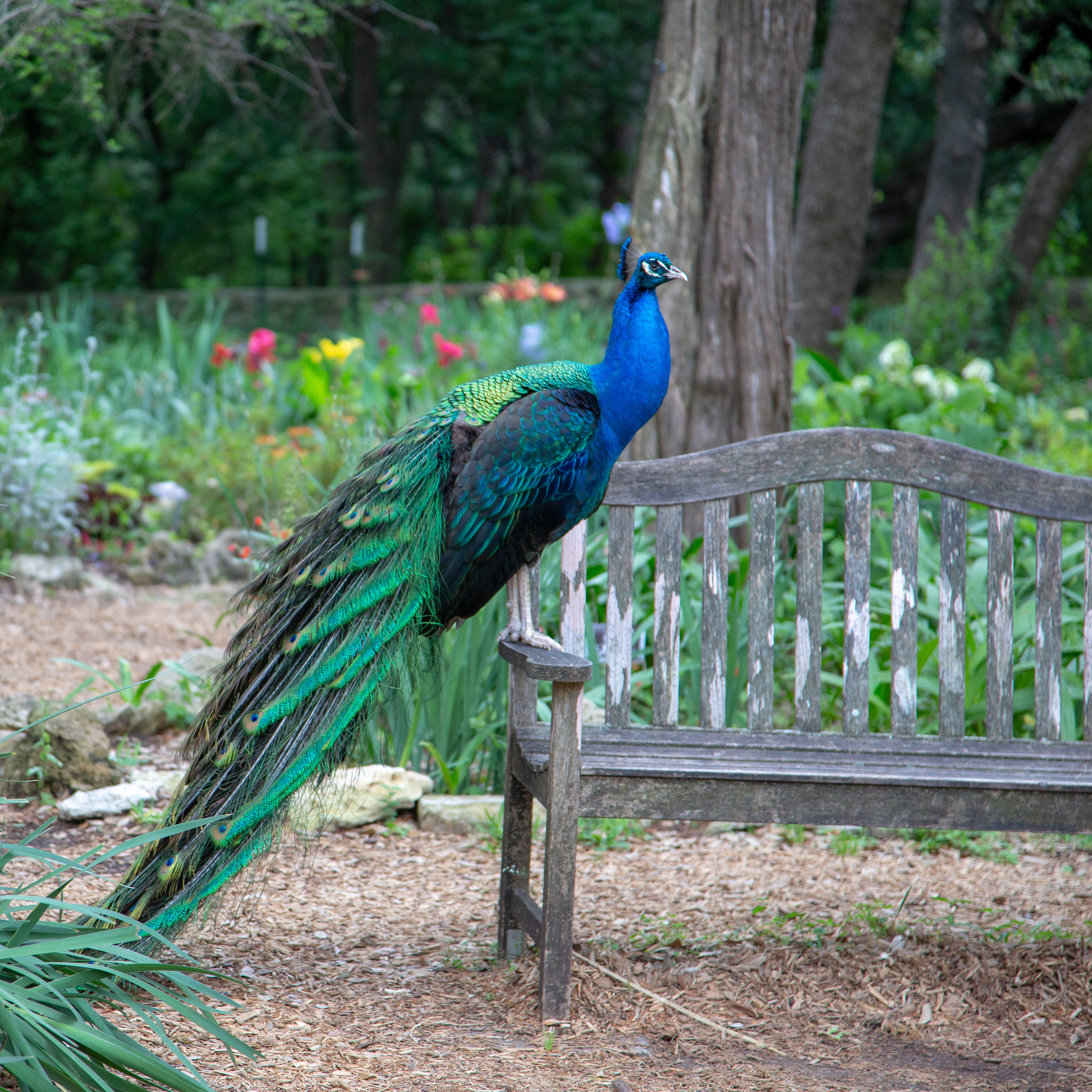 Mayfield Park