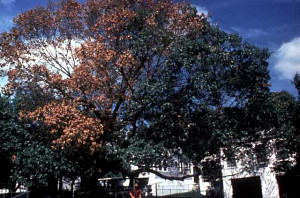 Image of an oak wilt symptomatic red oak.