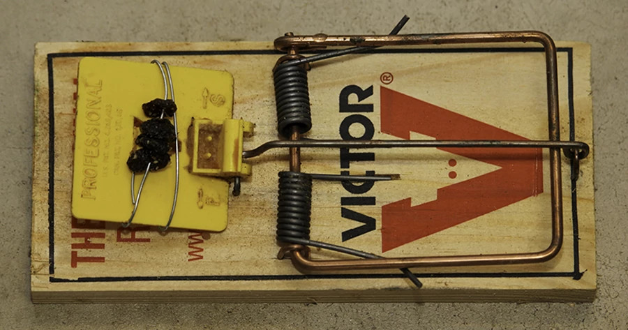 Rodent trapping Davis (4) small.jpg