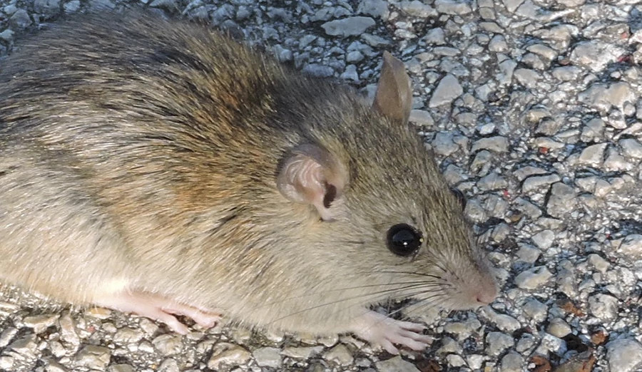 Black rat Keischnick no credit small.jpg