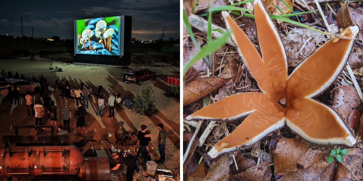 Left, a large outdoor screen shows pictures of mushrooms. People are gathering around the screen. Right, a close up of the Texas Star Mushroom, a brown, star-shaped mushroom with 5 points.