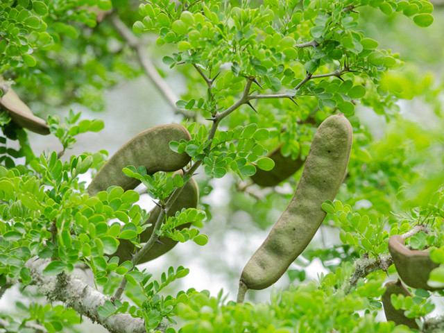Close-up of a Texas Ebony Tree leaves and seed pods.