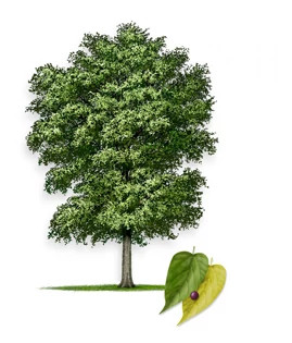 Common_Hackberry-315px