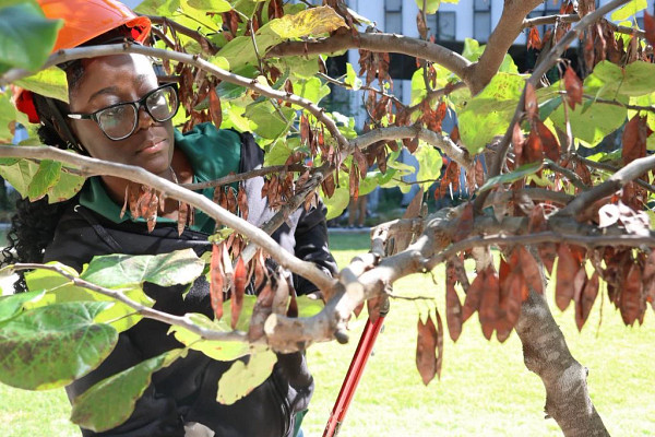 eveluatepruning