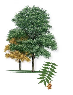 Western_Soapberry-315px