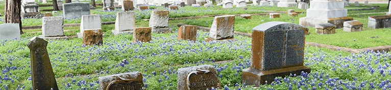 WebbannerBluebonnets.jpg