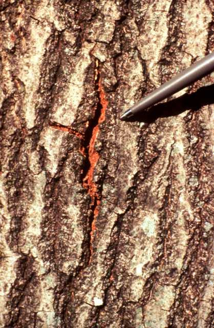 Image of an oak wilt fungal mat seen through a crack in the bark.