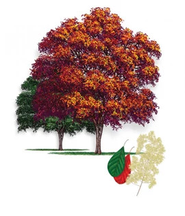 American_Smoke_Tree-315