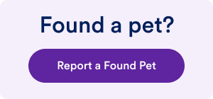 Small box that says Report a found pet and links to Petco Love Lost. 