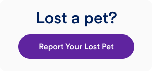Small box that says Report your lost pet and links to Petco Love Lost. 