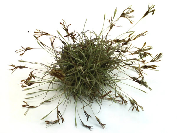 Image of ball moss.