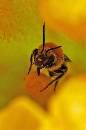 bee on a yellow flower