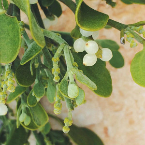 Mistletoe Flickr Common Use Image-Magalle