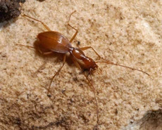 R_persephone_bestweb