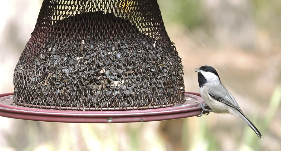 Carolina chickadee at feeder Keischnick no credit small.jpg
