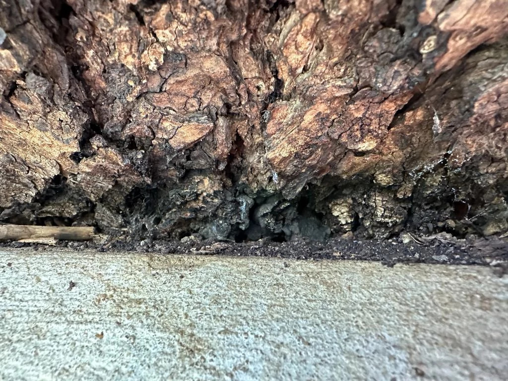 Brittle Cinder Fungus.png