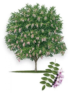 Eve_s_Necklace1-315px