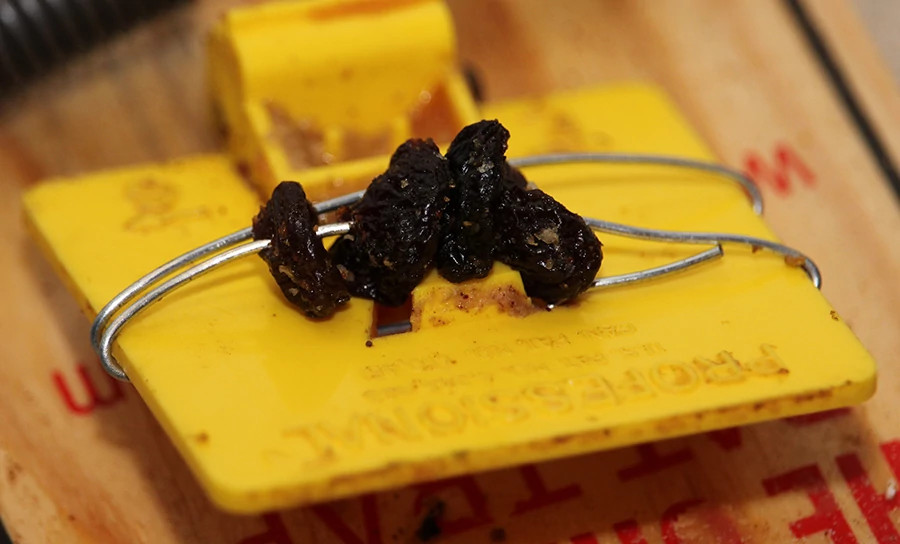 Rodent trapping Davis (9) small.jpg