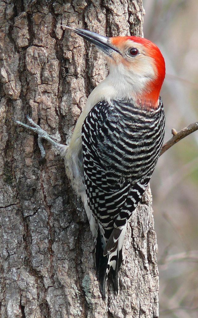 Climate Action and Resilience - Web_Red-bellied_Woodpecker