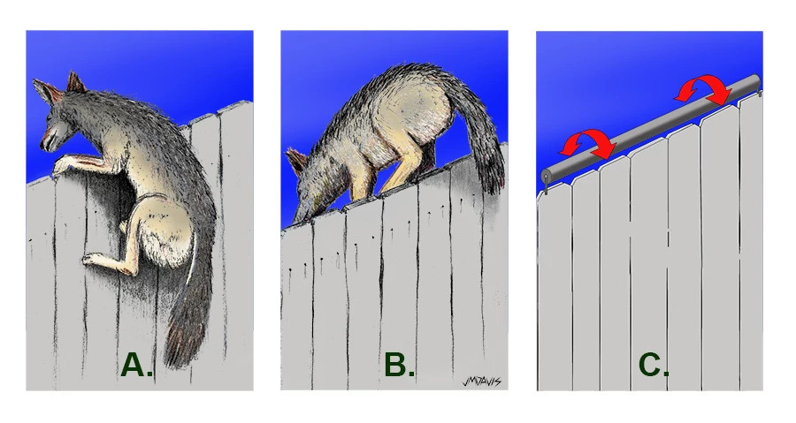 Coyote drawn Davis composite small for website.jpg