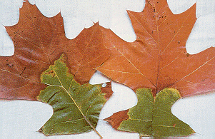 Oak_Wilt_Red_Oak_Leaf