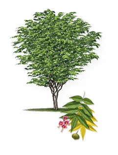 Mexican_Buckeye-315px