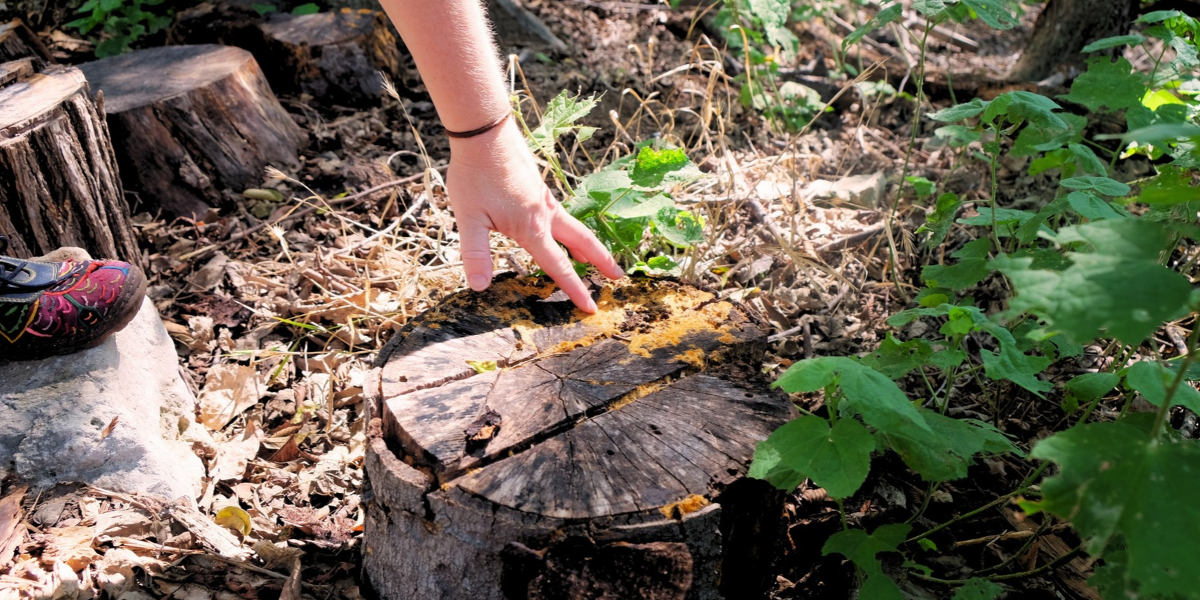A close up of Angel's hand reaching onto a stump. There is a copper-colored fungus covering part of the trunk.
