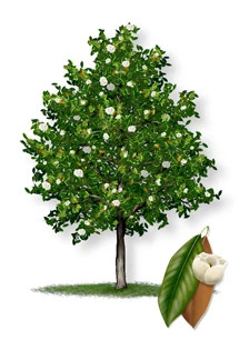 Little_Gem_Southern_Magnolia-315px