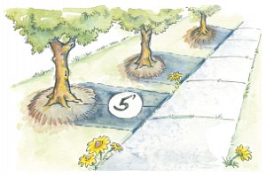 Illustration demonstrating the 5 feet distance a tree should be planted away from a sidewalk.
