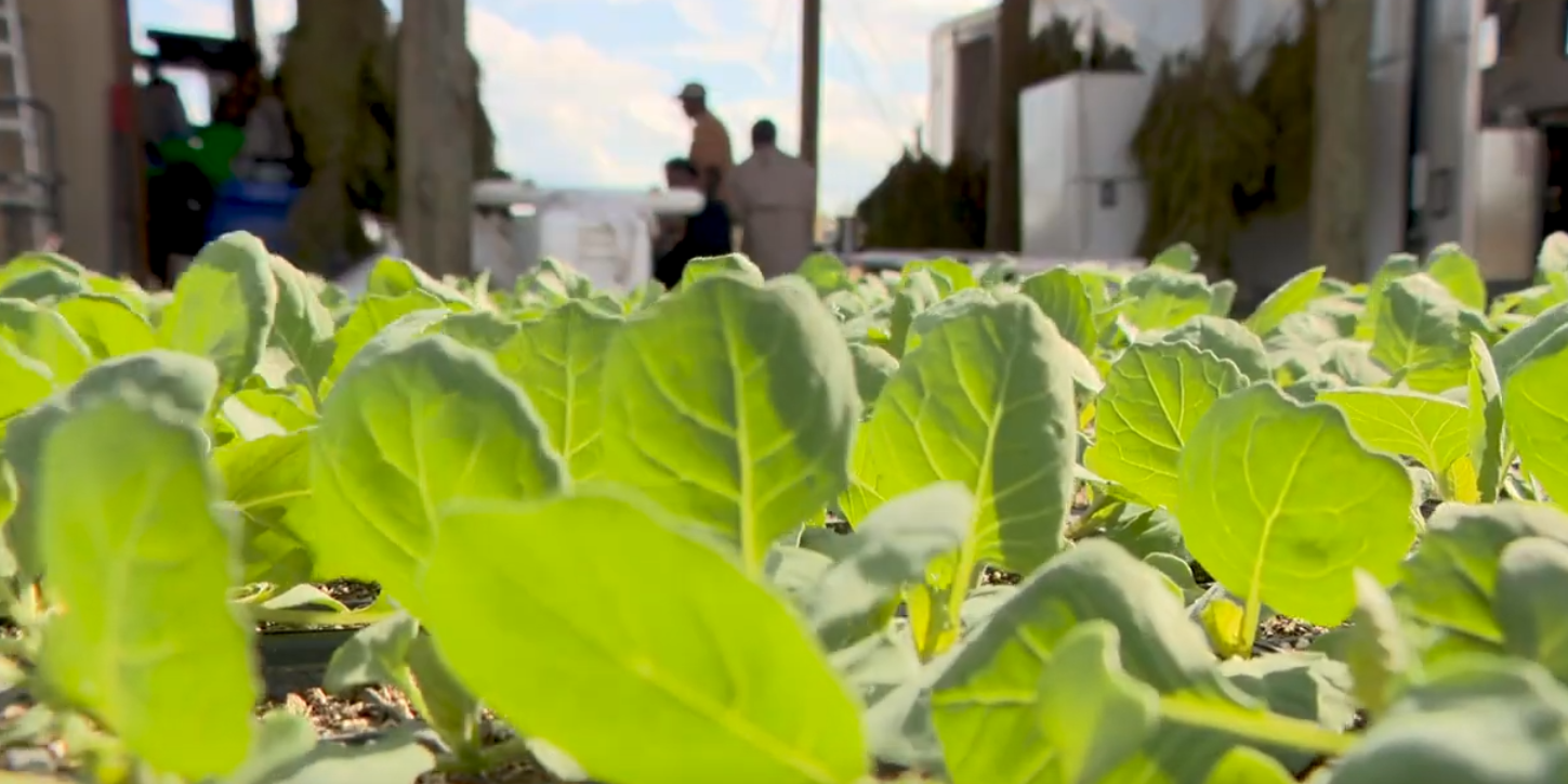 Close-up of plants growing on the farm at the Multicultural Refugee Coalition.