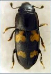 Oak_Wilt_Sap_Beetle