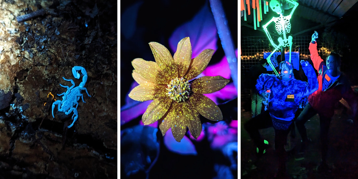 A series of blacklight photos from the Fluorescent Forest event from CTMS.
