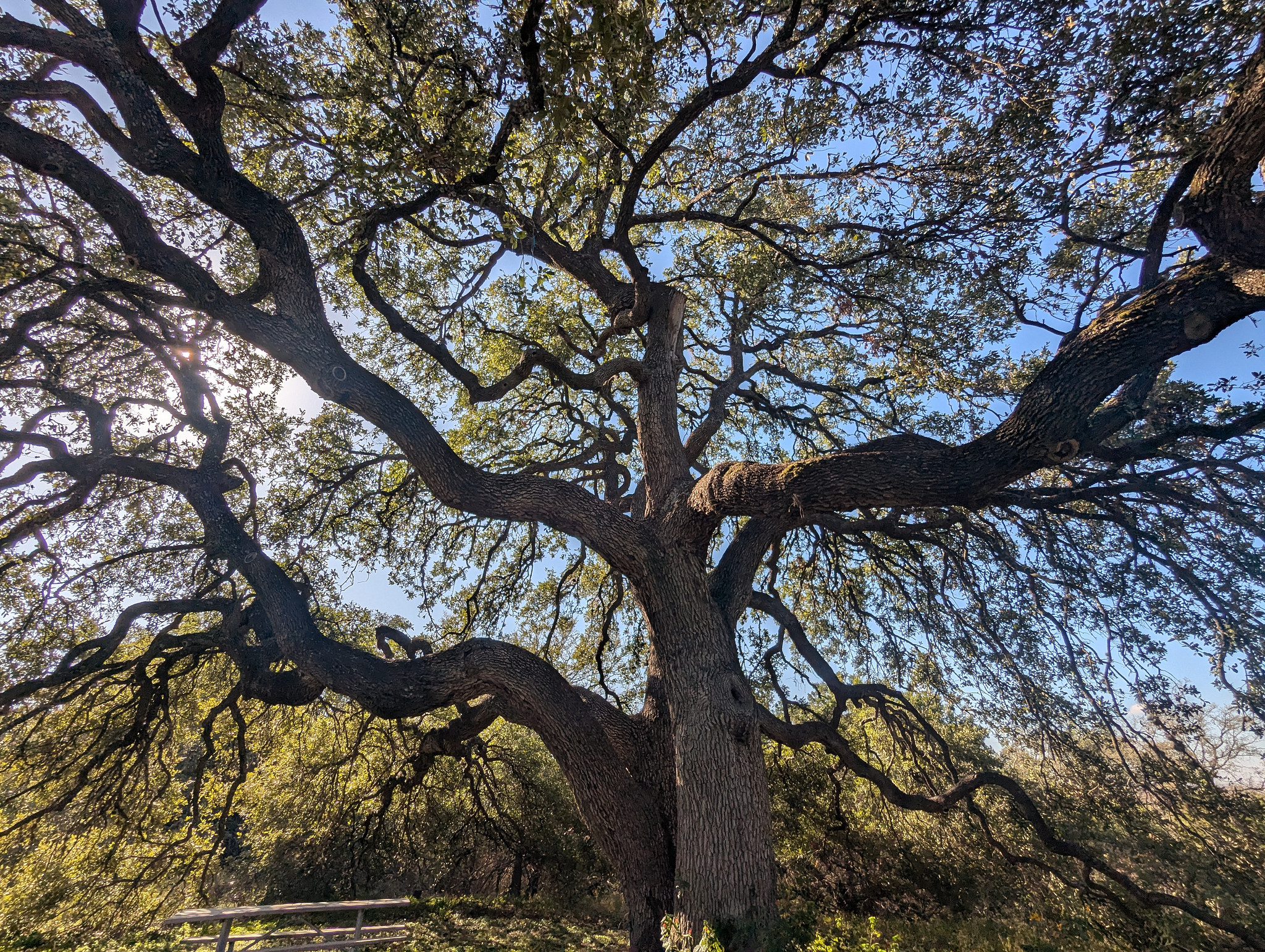 Large oak tree with light shining through.