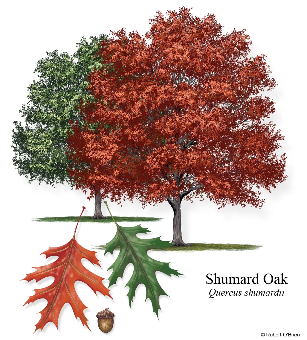 Shumard-Oak-2color-F2