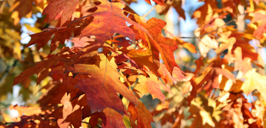 Image of red oak leaves.