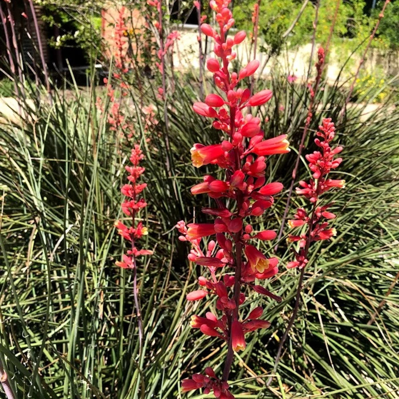 Redd Yucca Yucca, Red | AustinTexas.gov