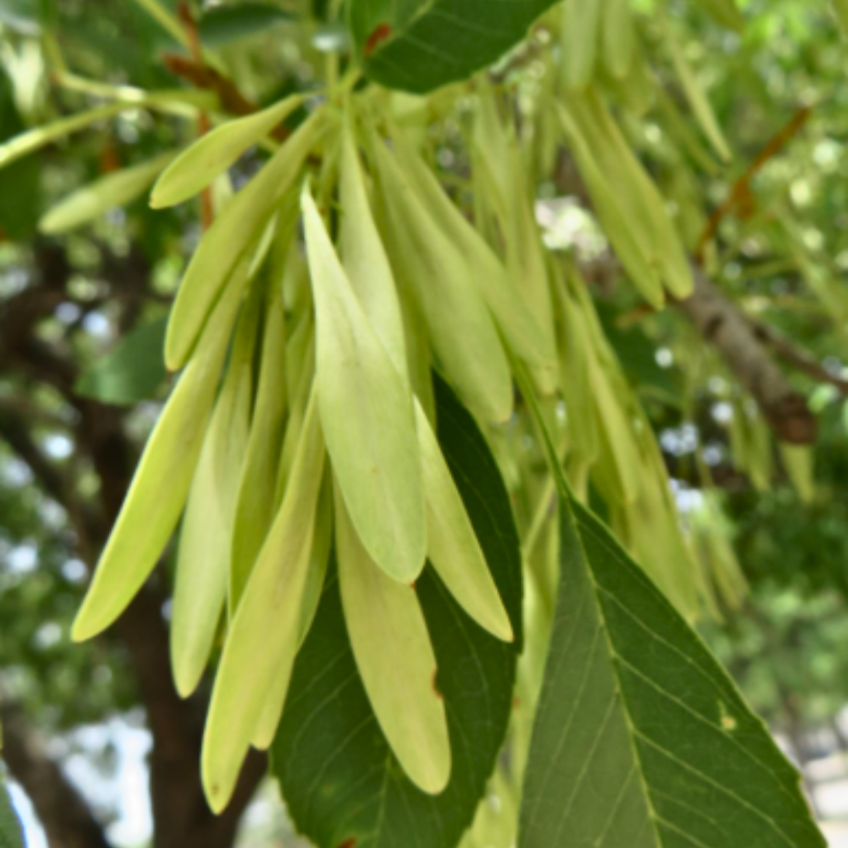 A collection of light green seed pods hanging off an ash tree branch.
