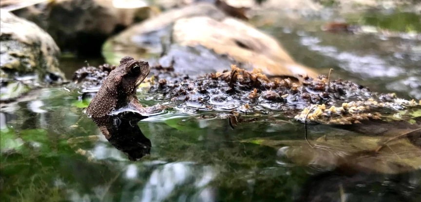 Gulf Coast Toad in Shoal Creek